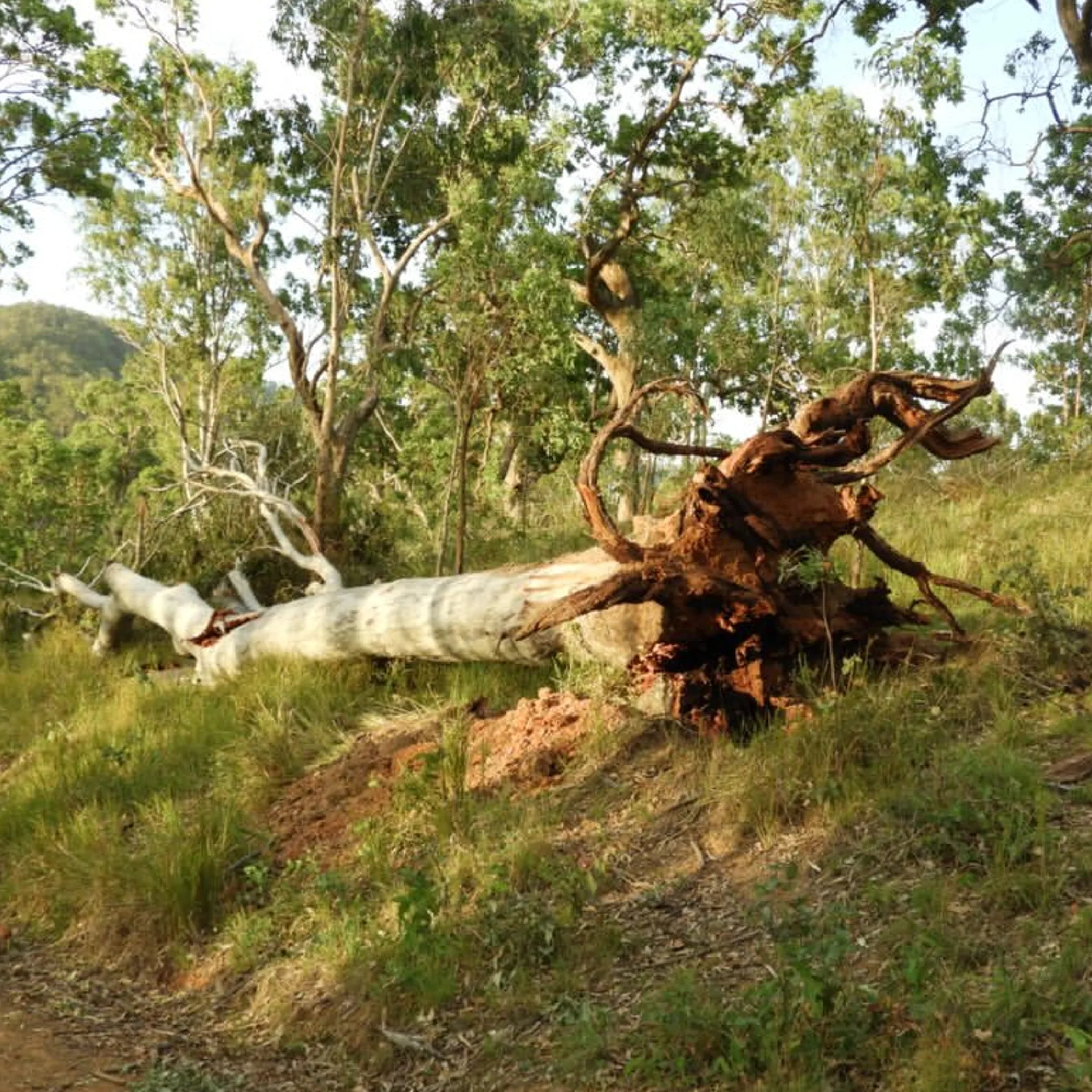 storm-damaged tree in new south wales